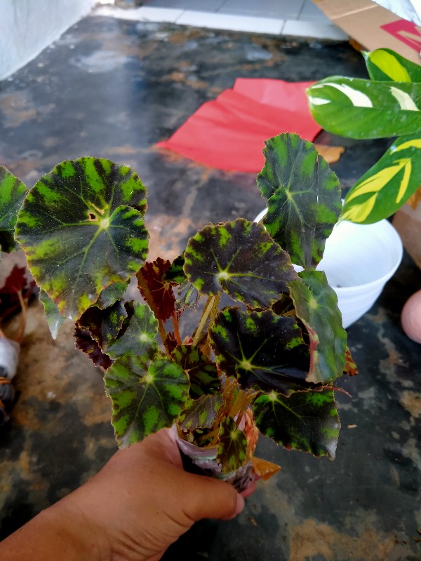 Begonia Kerang