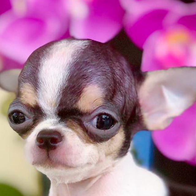 claracleopetshopjambi