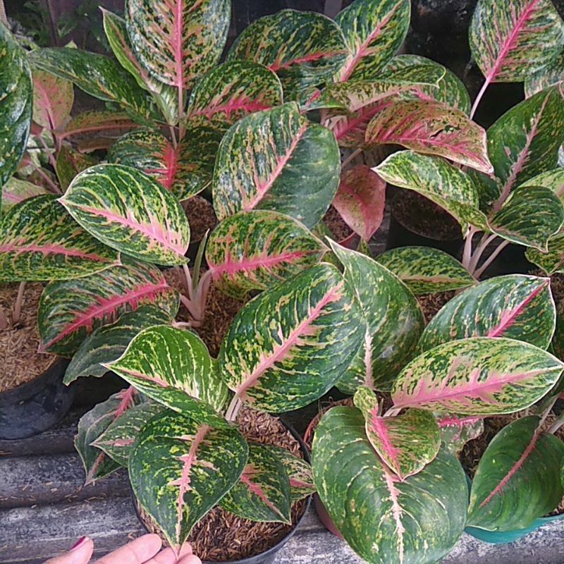 aglonema bigpapa indukan