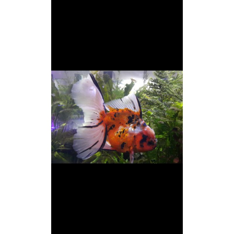 

Ikan Mas Koki Oranda Jumbo