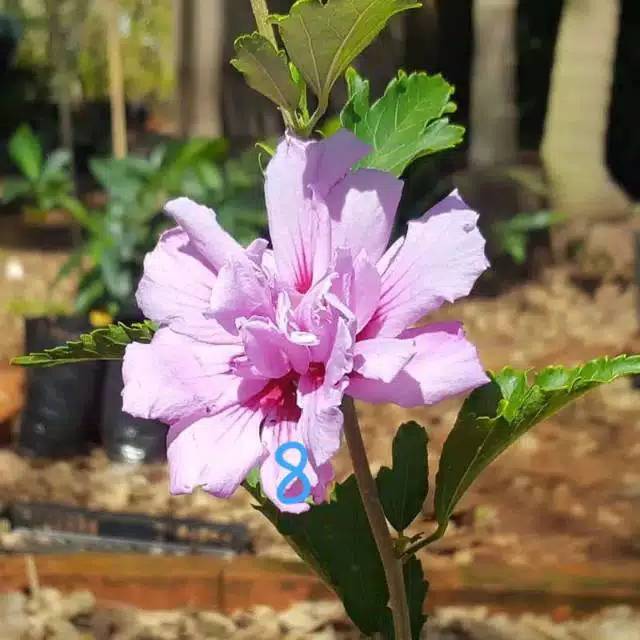 Bunga HIBISCUS ROSA / bunga sepatu