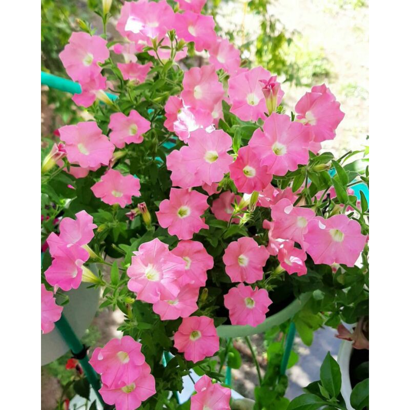 biji bunga petunia soft pink
