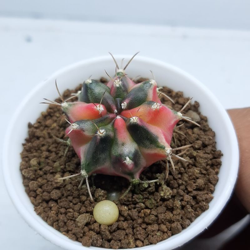 gymnocalycium varigata