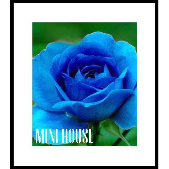 BIBIT BENIH BIJI MAWAR / MAWAR BIRU