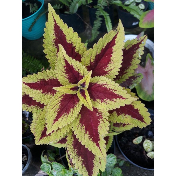 Miana Kuning Merah Super Cantik dan Rimbun