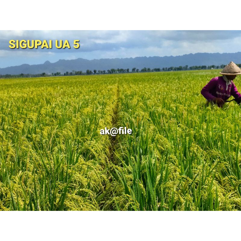 Benih padi sigupai ua 5 (seri terbaru sigupai)