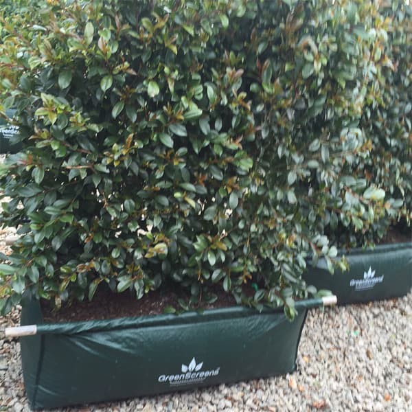 Hedge Planter Bag (Large)