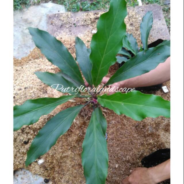 Tanaman hias anthurium gelombang cinta-anthurium gelombang cinta-antorium gelombang cinta