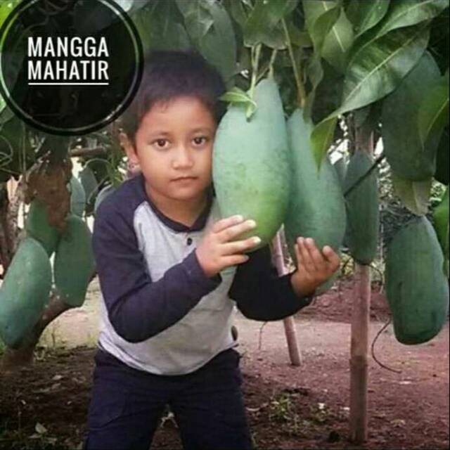 Bibit tanaman buah mangga Mahatir jumbo