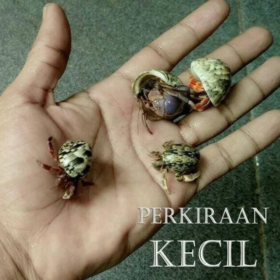 Restock Kelomang umang pompongan keong murah meriah mainan anak umang kumang pompongan keong kiong d