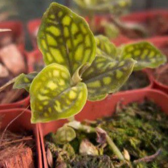 Tanaman Hias Anggrek Cystorchis Orchid Gold# Tanaman anggrek variegata