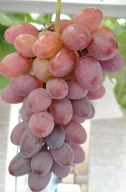 Bibit Anggur Jupiter Grafting - Anggur Impor Paling Genjah-2
