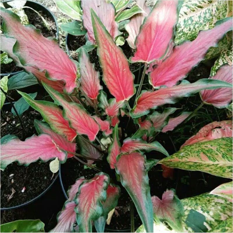 Keladi keris merah / keladi keris / lidah api