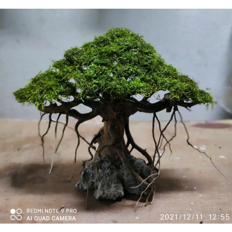 bonsai aquascape siap pakai free planting mos bergaransi selamat sampai tujuan