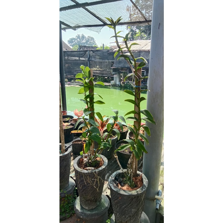 anggrek dendro 1m up bulat md