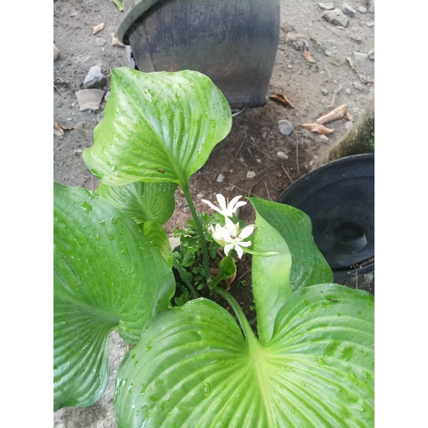 Tanaman hias hosta plantaginea keladi tapak kuda langka