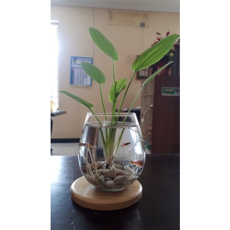 (Garansi) Paket Aquarium mini Ikan Cupang | Gelas Cupang dan hiasan dan tatakan