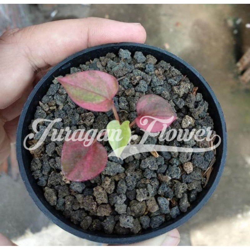 Bibit Hokeri Varigata Pink