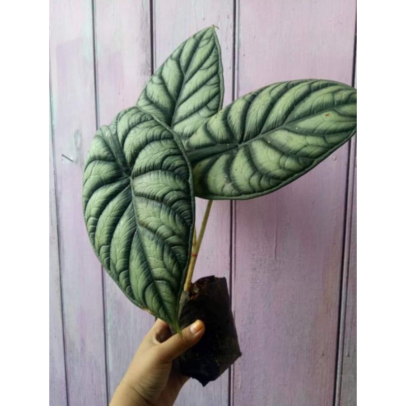 ALOCASIA DRAGON SCALE