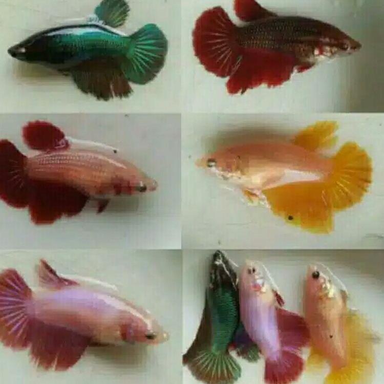 

nl ILL betta fish famale cupang halfmon betina dapat 4 ekor random UR Diskon・