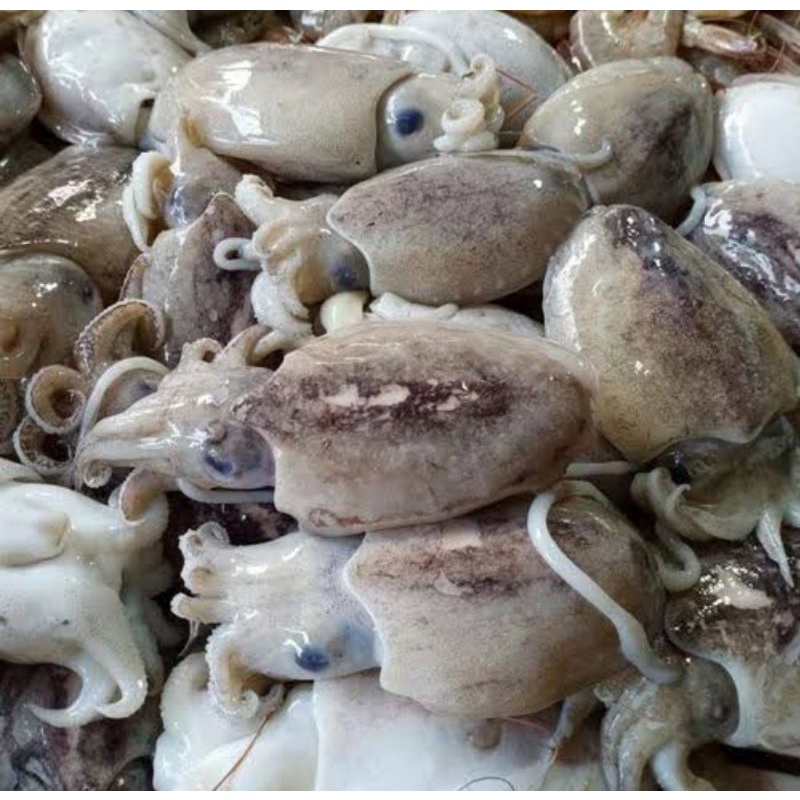 

cumi sotong fresh