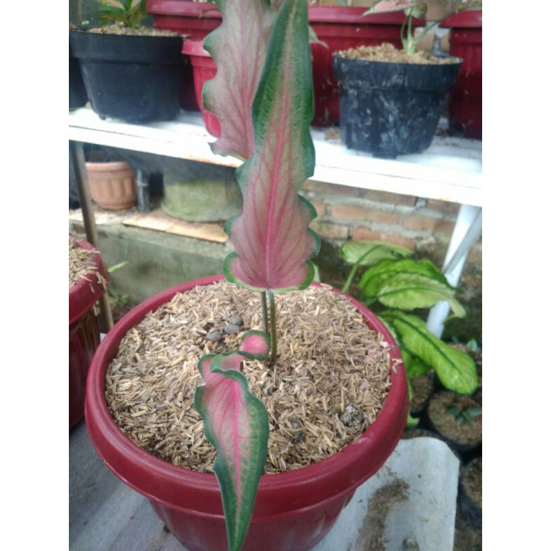 keladi keris caladium hias
