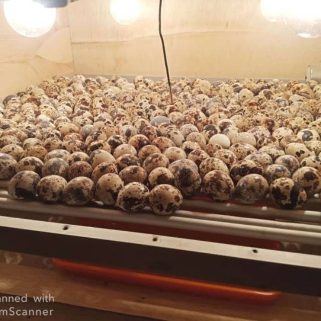 Telur puyuh tetas fertil