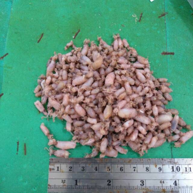 

Baby cumi size 1-2 cm