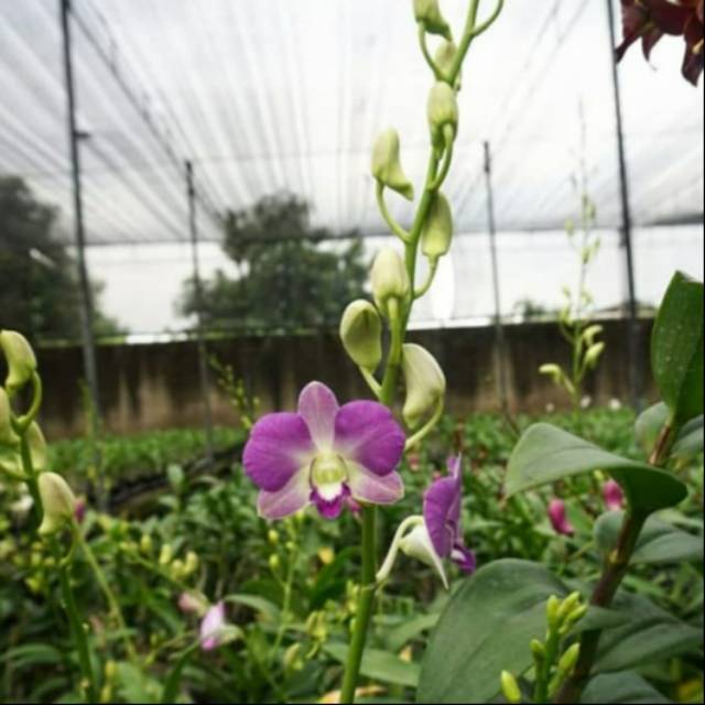 Tanaman hias anggrek dendrobium ungu - pohon anggrek bunga ungu