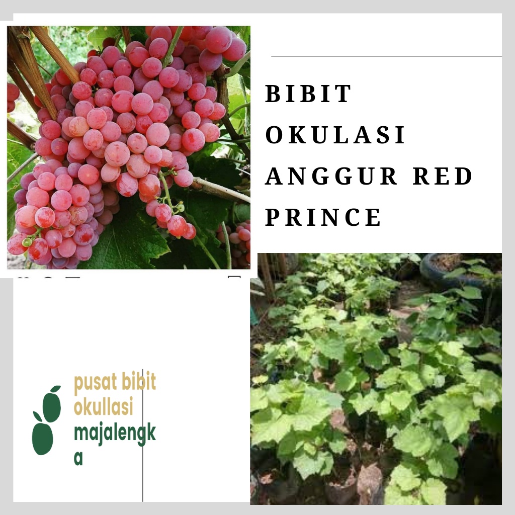 Bibit Anggur Red Prince bibit okulasi majalengka