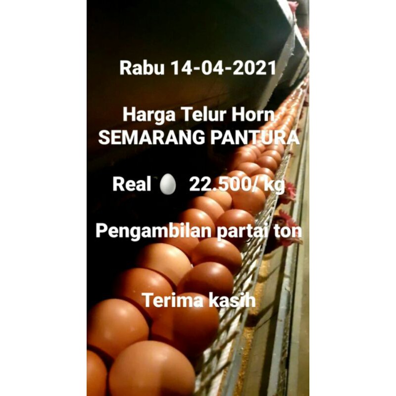 

GROSIR TELOR