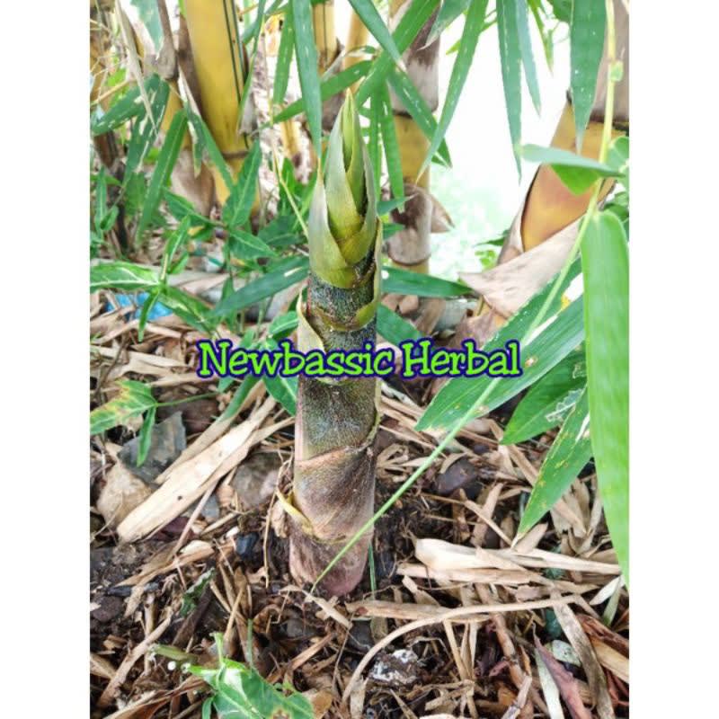 

rebung bambu kuning herbal Hasil Kebun Sendiri