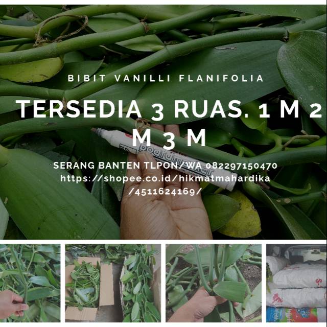 Stek vanilli 3 ruas