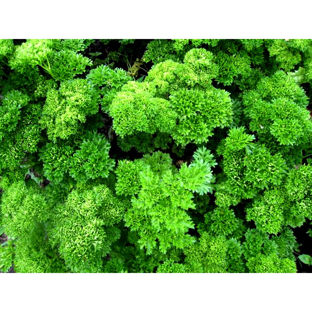 Benih-Bibit Parsley Kerinting Moss Curled (Haira Seed)