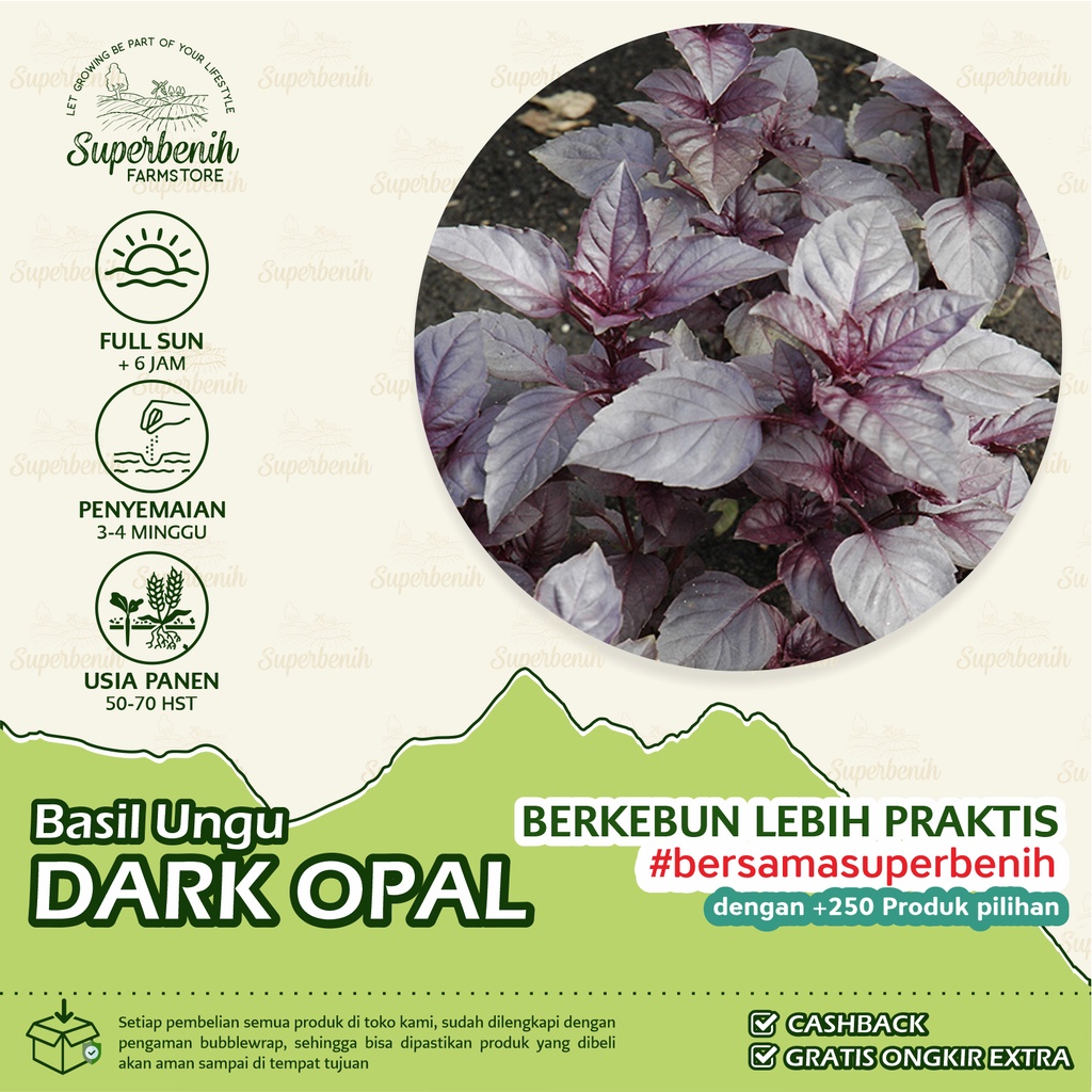 10 Biji - Benih Basil Ungu - PURPLE DARK OPAL