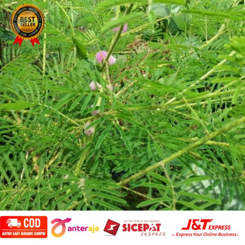 

Daun Putri Malu Segar 200 gram