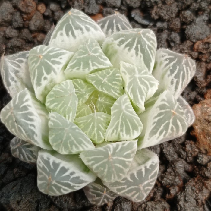 haworthia cooperi silver