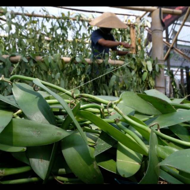 Bibit vanili/vanilla/vania 1 stek potong kualitas unggul panjang 1 meter