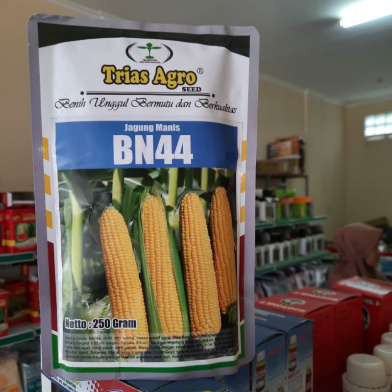 Jual Benih Jagung Manis BN-44 250gram Bibit Jagung Benih Jagung Manis ...