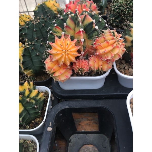 LB varigata gymno jumbo