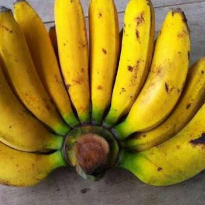 

9X9 pisang G.I.C.0 raja bulu ..