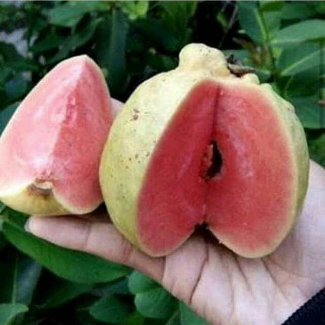 Bibit jambu kristal Merah tanpa biji/jambu kristal merah