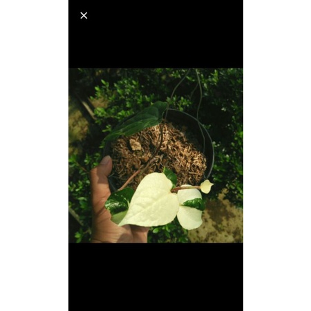 Tanaman sirih Hijau varigata/sirih langka