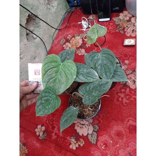 philodendron majestic