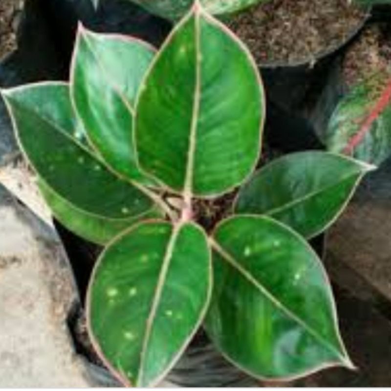 tanaman hias aglonema flamingo/bibit tanaman hias aglonema mangkok, aglonema flamingo cantik