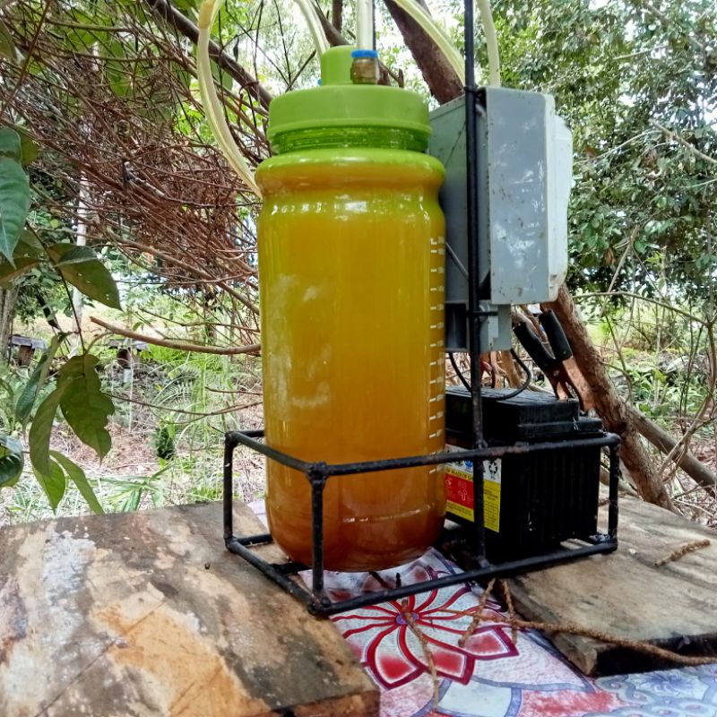 

Madu kelanceng,kelulut murni 1000% Budidaya sendiri Natural honey Neto.1000gram