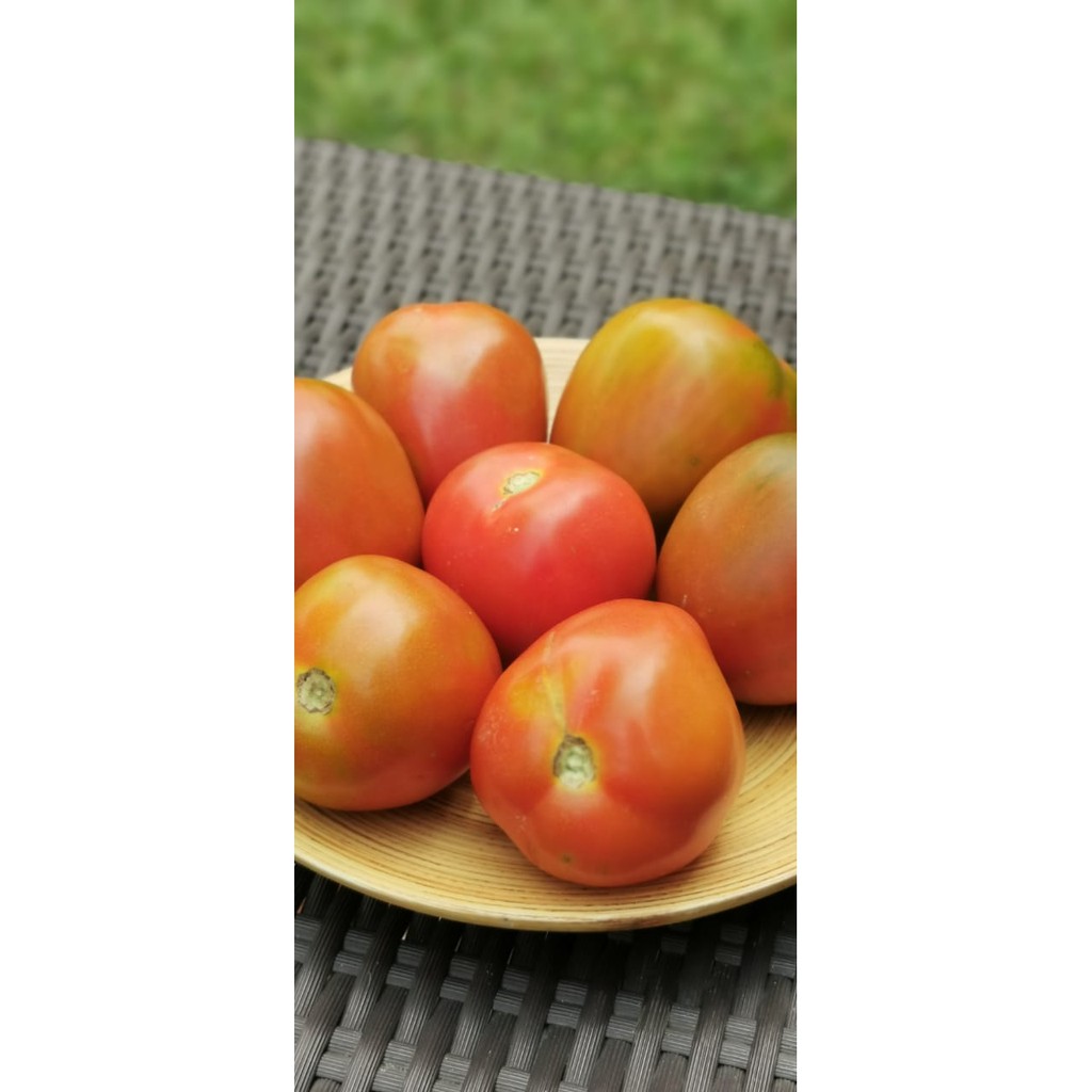 

Tomat Masak Organik 500gr