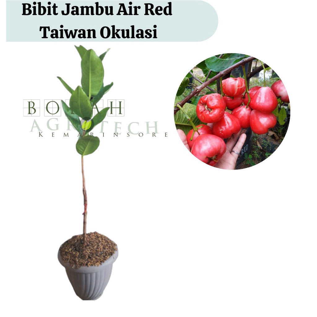 Bibit Jambu Air Red Taiwan Okulasi (Jaminan Original)