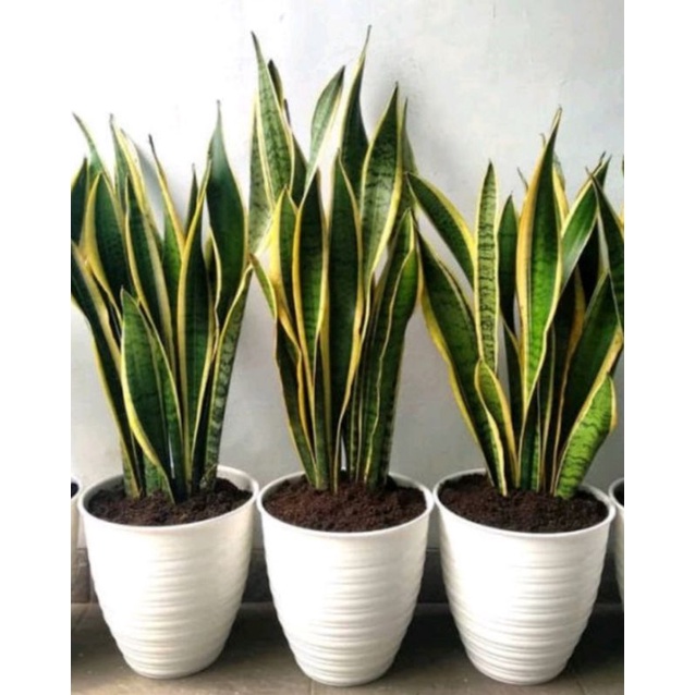 Sansivera Lidah mertua kuning sansivera kuning pedang pedangan