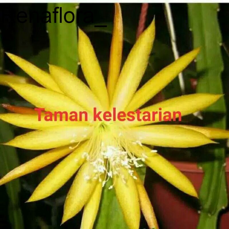 tanaman hias wijaya kusuma bunga kuning ({BISA COD})